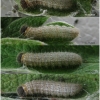musch cribrellum larva5 volg111